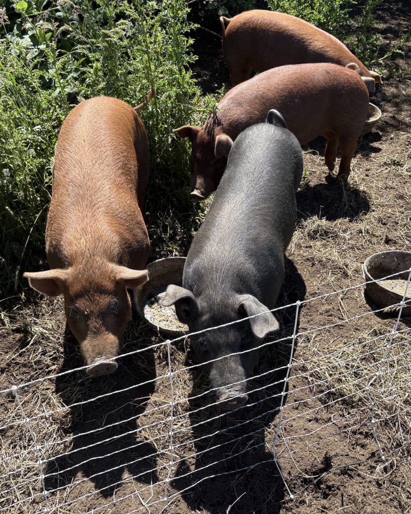 Several pigs, one black and three brown, gather around food bowls in a muddy pen with sparse grass.