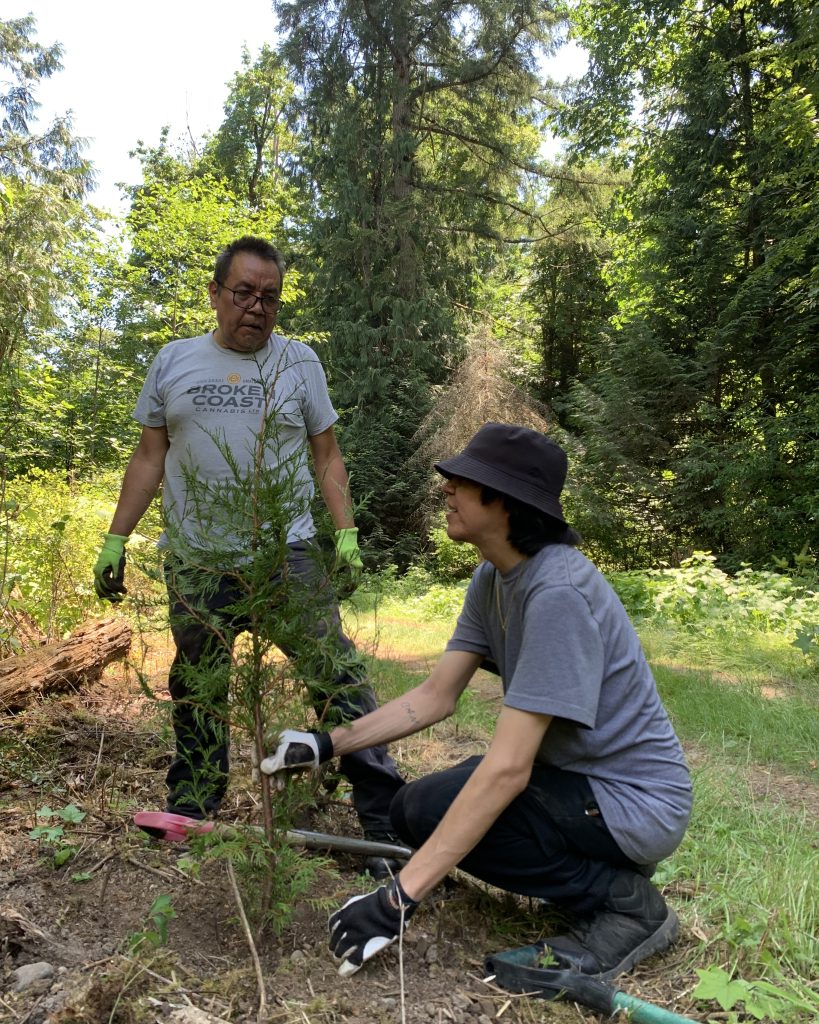 Two men in a forest are planting a small cedar tree.